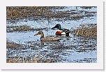 lapasorsat Northern Shoveler 7377 * 1836 x 1149 * (2.53MB)